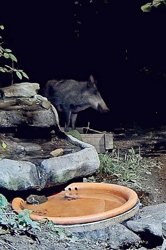 livebirdspoland_56c69f45129be78f29735d5bd88c75b9.jpg