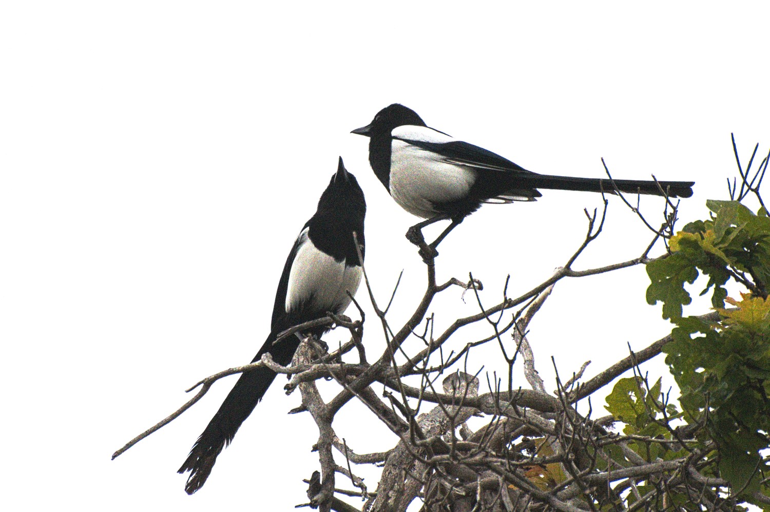 livebirdspoland_10de48672d200e1b6d0db5a0243350aa.jpg