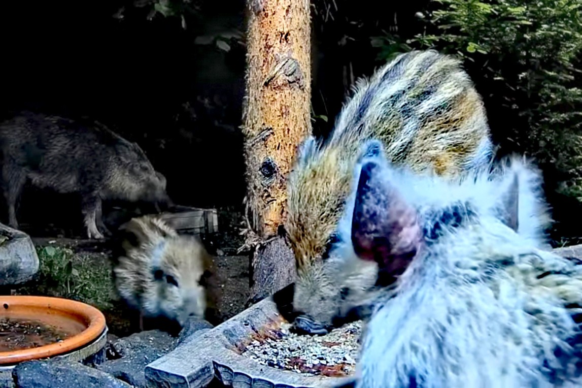 livebirdspoland_6ff6d9c53f00fe4060dd8f3617e4c0bb.jpg