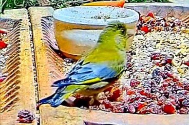 livebirdspoland_da57a742319488ccbf0cb1c67151f3ab.jpg