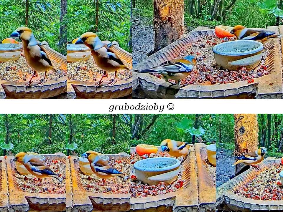 livebirdspoland_95dd3c0e9f0595923aa5f229edb6faa5.jpg