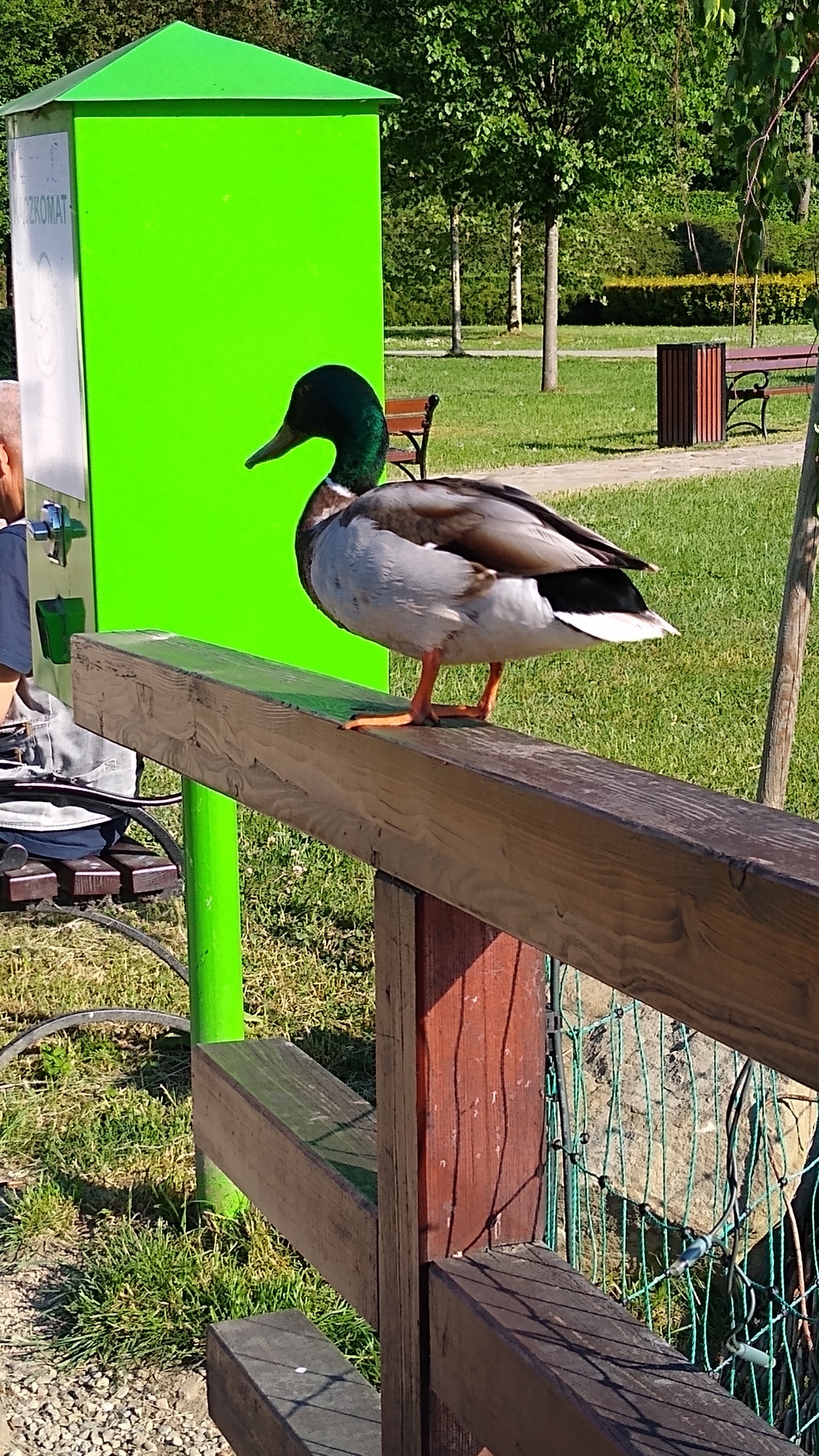 livebirdspoland_d2ddd2259c0cf49e8b187251541d3143.jpg