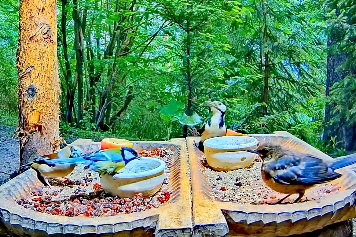 livebirdspoland_44bf235ddc1996750c36b02b056cff28.jpg