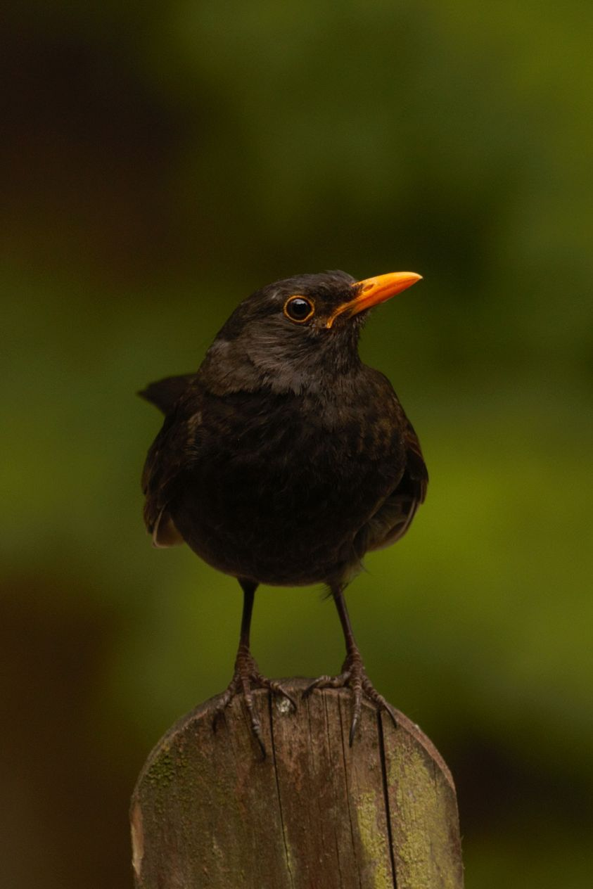 livebirdspoland_57c162413f252f3e54fa55242cb59c36.png