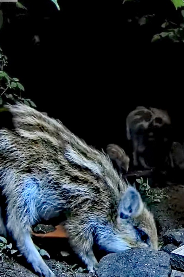 livebirdspoland_a5f027b8484b2d17213e2a04cdbd23d3.jpg