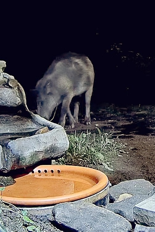 livebirdspoland_36c1587e5149165d5b1561cbf054a521.jpg