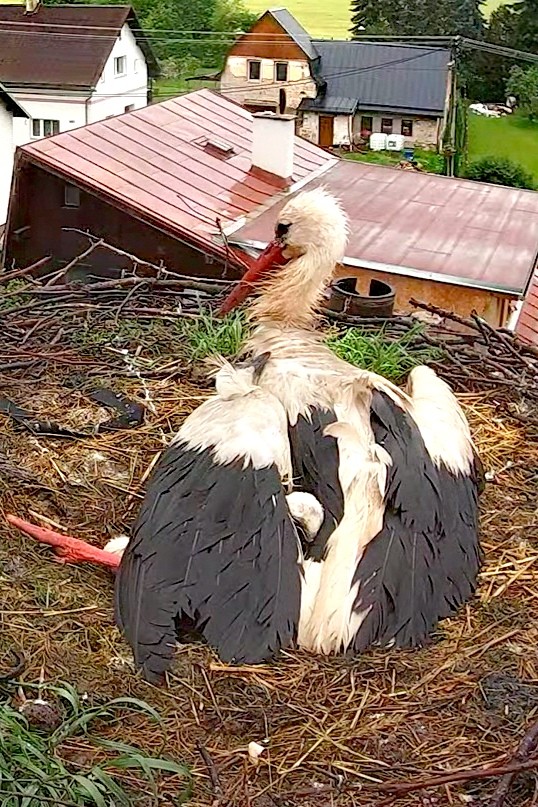 livebirdspoland_c085bc49f305bd2c07b8dfdaaca2ceb6.jpg