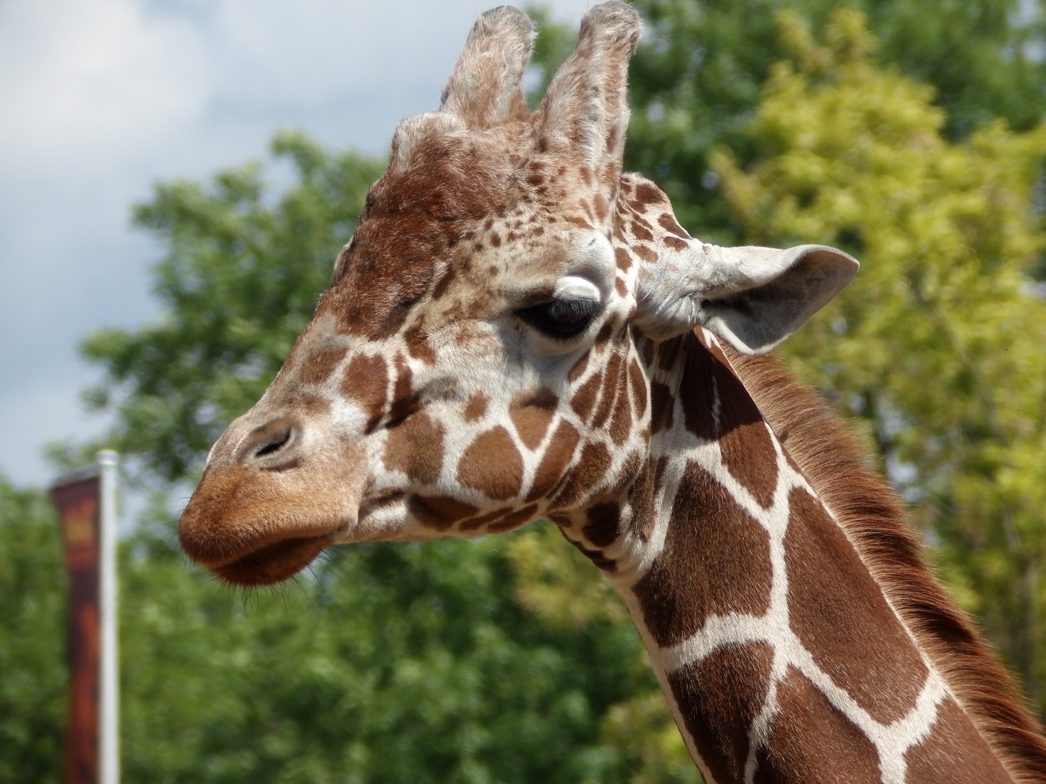 livebirdspoland_a5f699d8636214ec1804ade643659d89.jpg