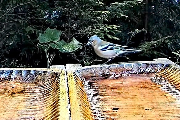 livebirdspoland_983d2b748f3b28064ae3ae39ab1435a0.jpg