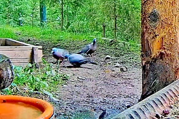 livebirdspoland_b02bb9b59514e3999d608b067a9d41de.jpg