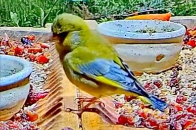 livebirdspoland_329c6dbf5180d9bde317a13d70aaeae2.jpg