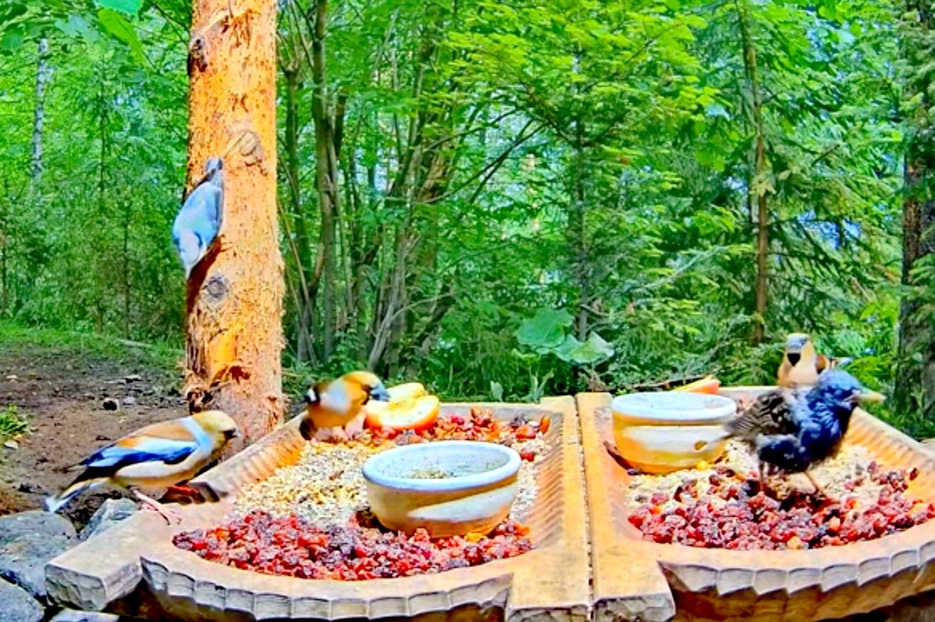 livebirdspoland_e8fb5240f7e03c060b083040306a8ea7.jpg