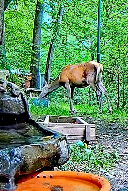 livebirdspoland_16f156057433b71bb1734407de0dc9d4.jpg