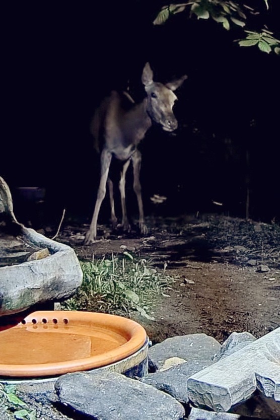 livebirdspoland_2cf6f75b9a9a4ab4abb81804c5a1f5b7.jpg
