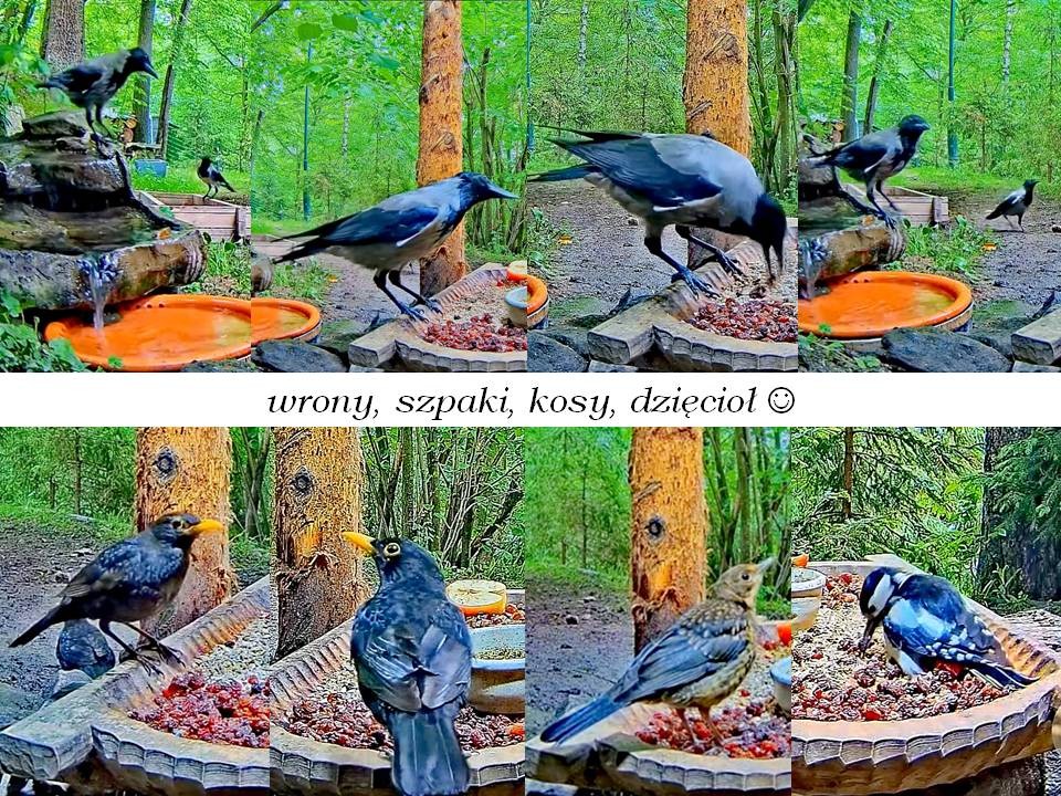 livebirdspoland_b1dc466bea5ad914e7cad094f0247522.jpg
