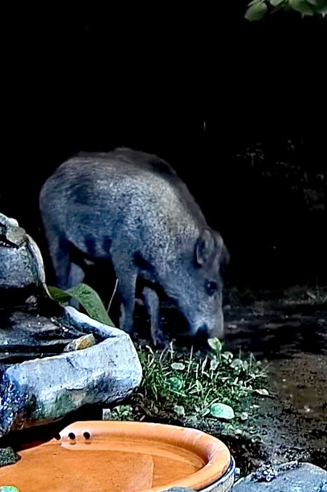 livebirdspoland_3e53d3f98b3ce13b29813716e6e742f8.jpg