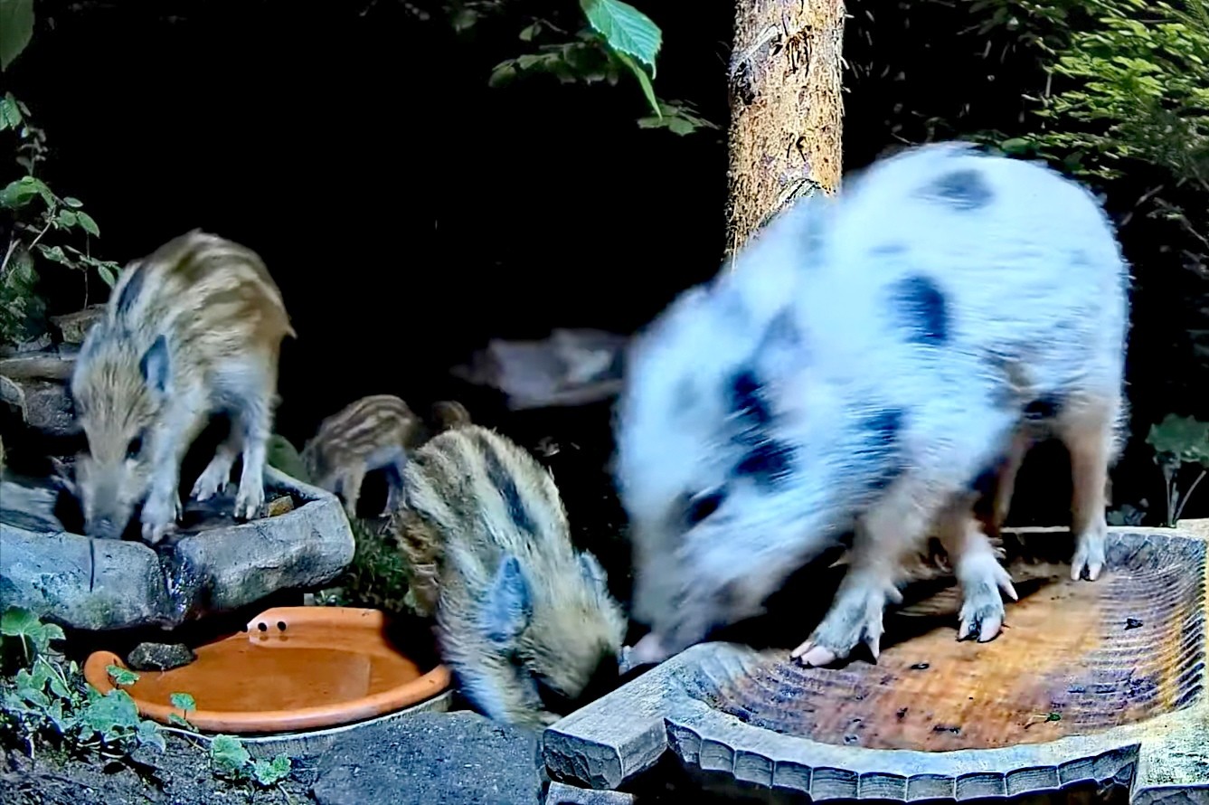 livebirdspoland_dd31551101353a0aca971eb361d2d262.jpg