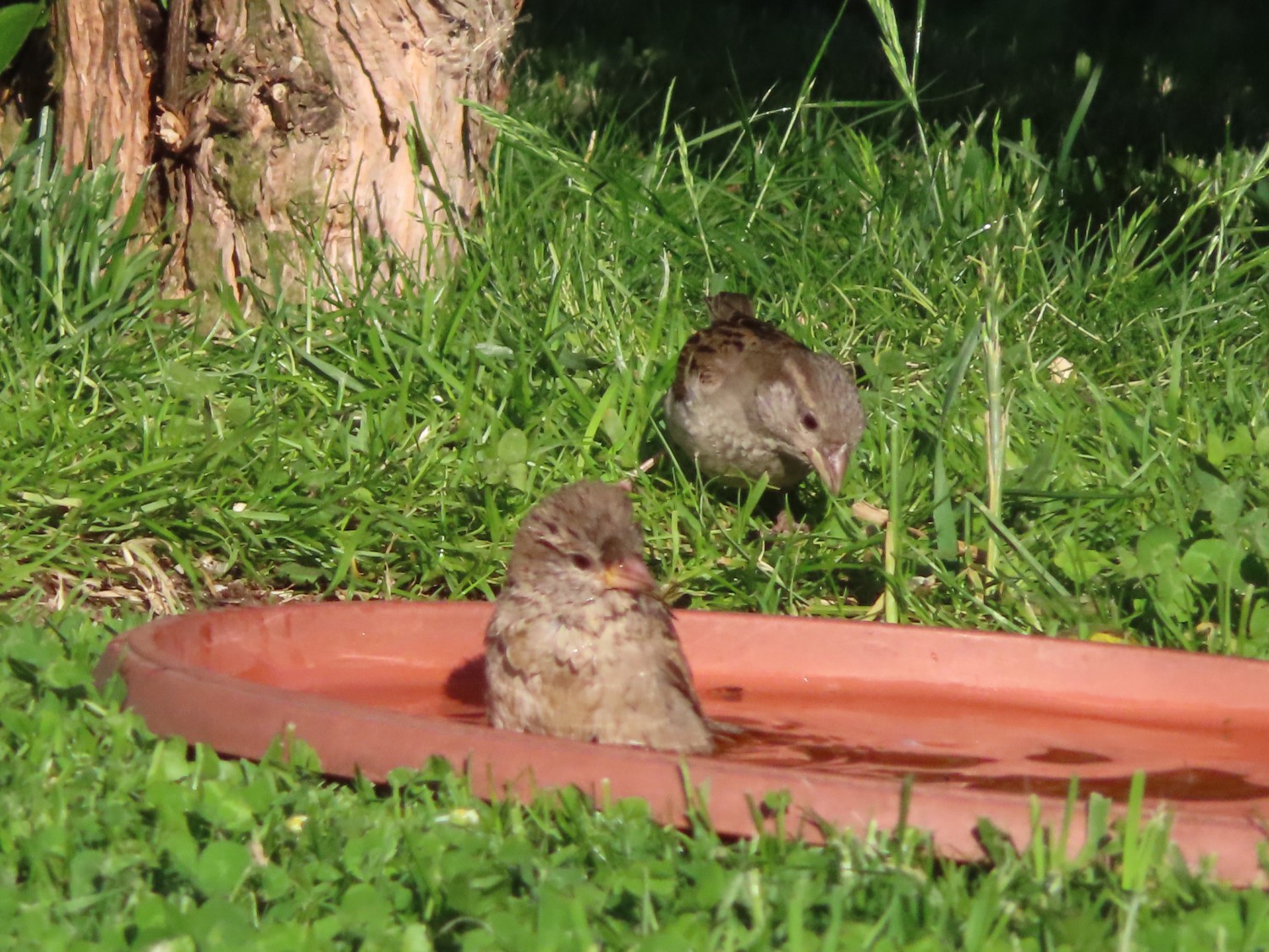 livebirdspoland_9f64ea009a4a701b89c7288f70efccd2.jpg
