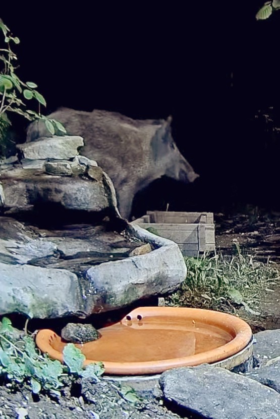 livebirdspoland_6d03a5da5ab4f9e029c5b943d5778c67.jpg