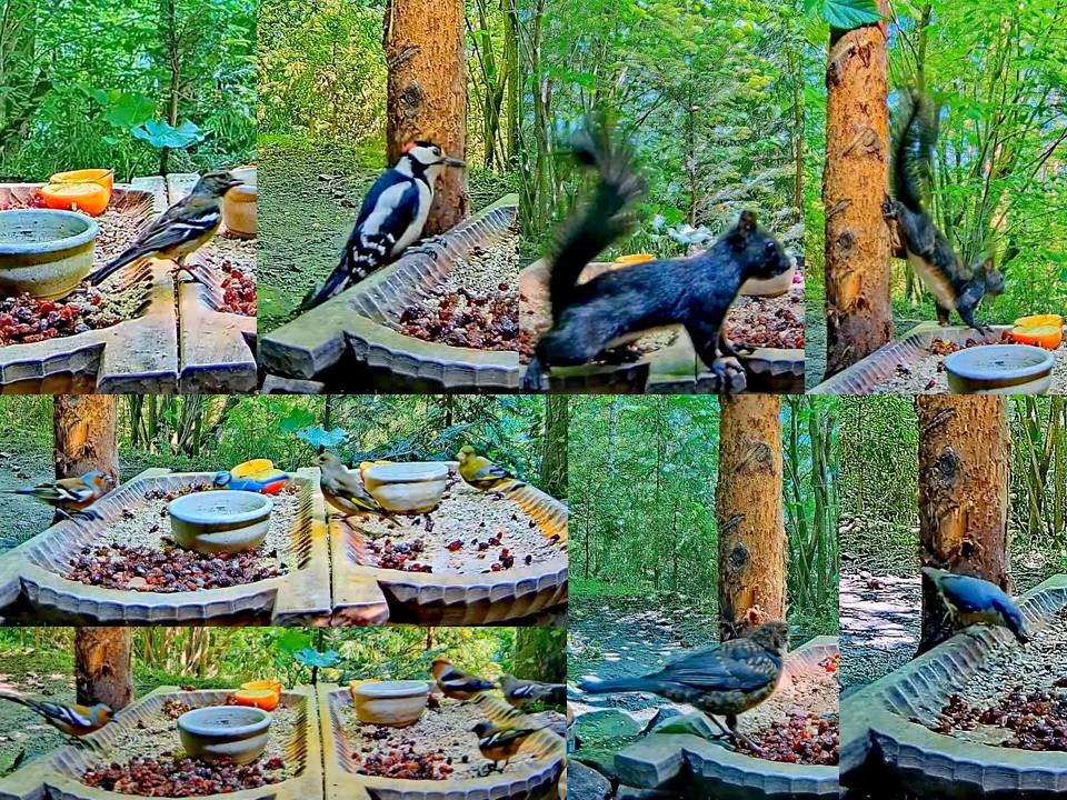 livebirdspoland_d92d8e917730fee7765c7760d4605df9.jpg