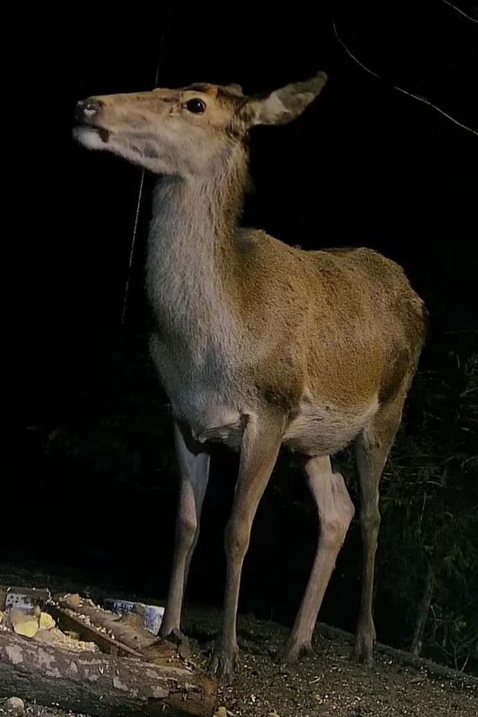 livebirdspoland_22120cd55a75ad4d4d3a0a1ceabbf076.jpg