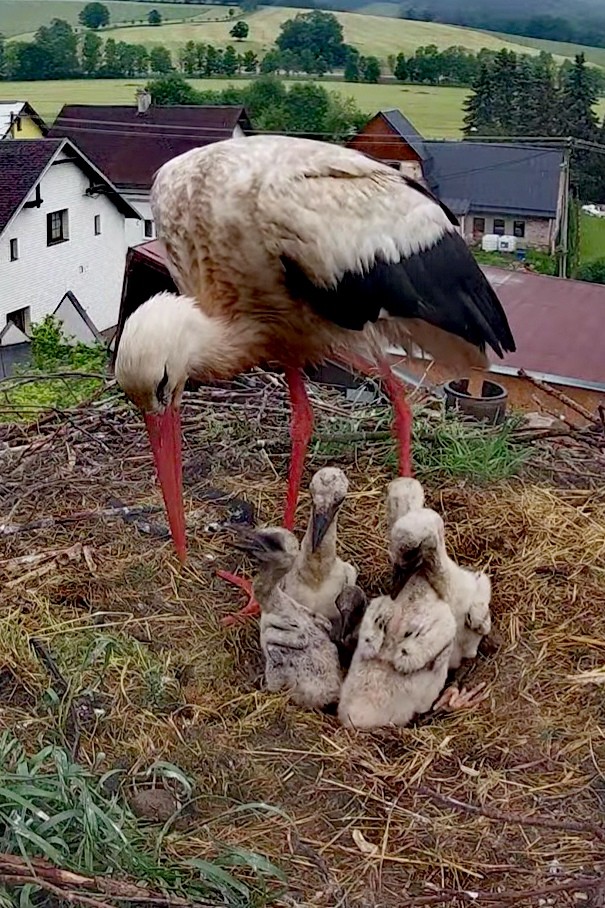 livebirdspoland_d15d8fb87b4a04bd740ab108b1b843e3.jpg