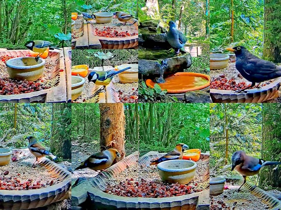 livebirdspoland_926b22f90d9b5836bf02741c094b614e.jpg