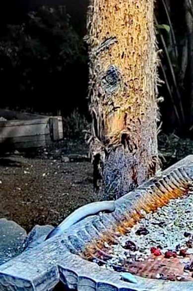 livebirdspoland_0ee64299a9f0d0e3a04ef8fb78d0c73a.jpg