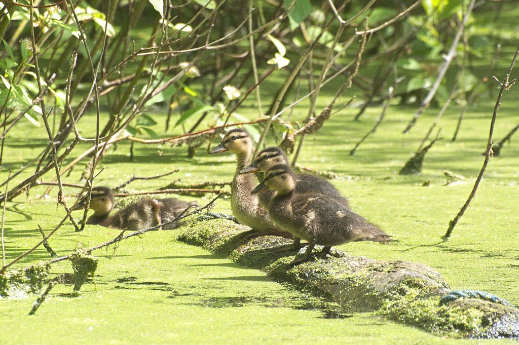 livebirdspoland_b200e083ed01fff2255e6aa130e1007c.jpg