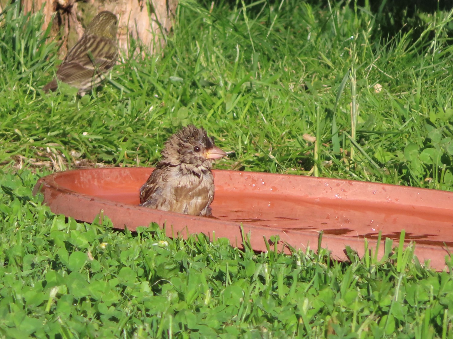 livebirdspoland_72d139a765c4f7a3397431b798948587.jpg