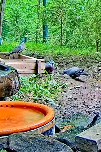 livebirdspoland_1082b894893996a0655111b5791d8954.jpg