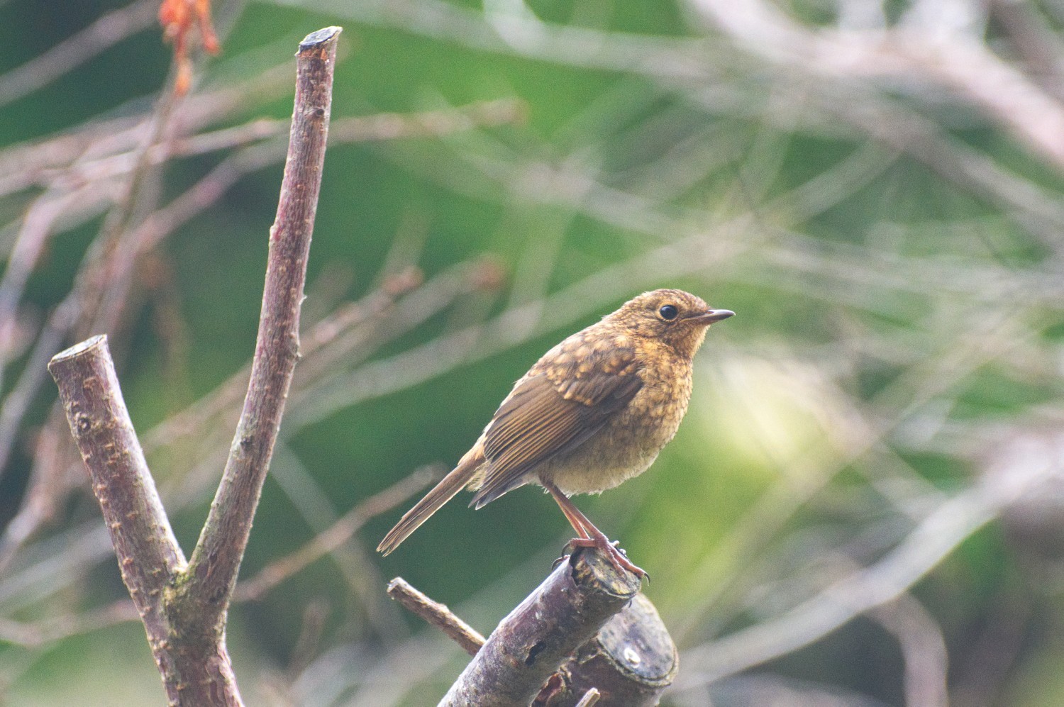 livebirdspoland_61f4d33deb113a5b96d19fb5fc649c42.jpg