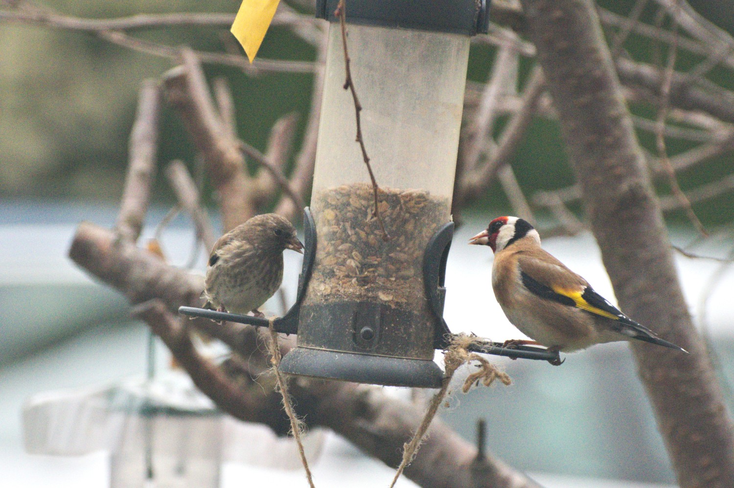 livebirdspoland_4fea94f978ee3eaa57039ffadda037d9.jpg