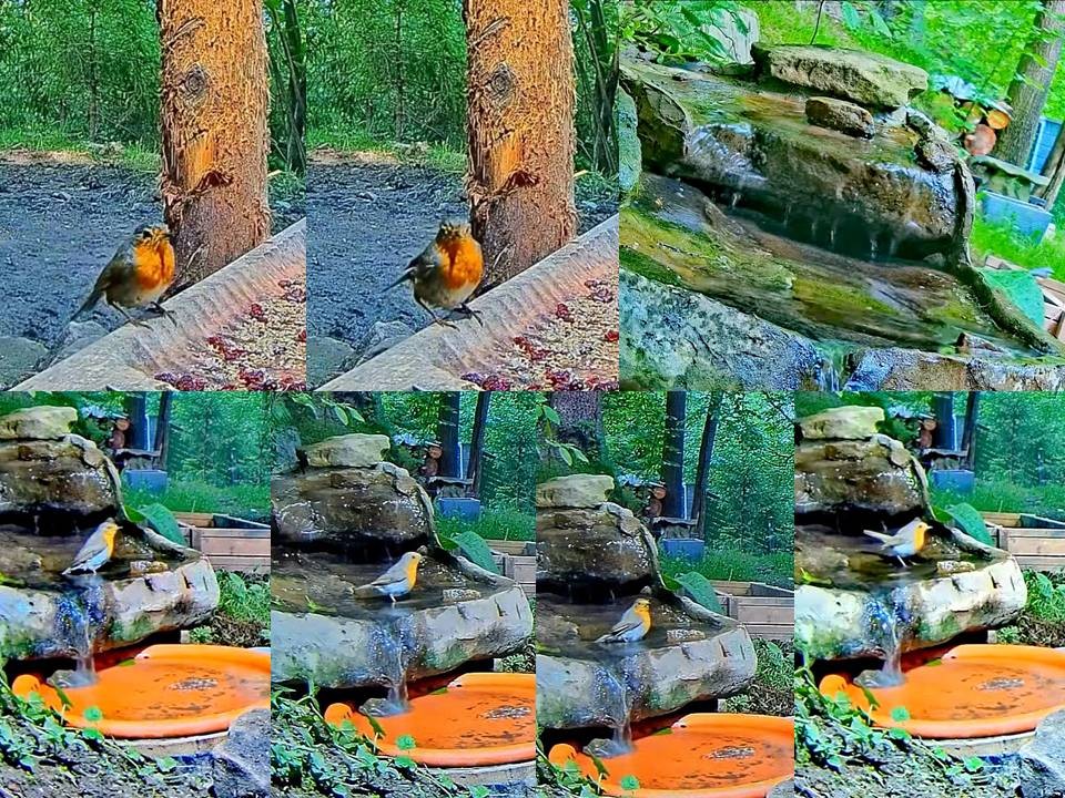 livebirdspoland_f5f7d1d090d41eec055bcf96cf5bf817.jpg