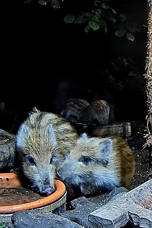 livebirdspoland_f08b15991f10ed5f4c6a9d9975b10acc.jpg
