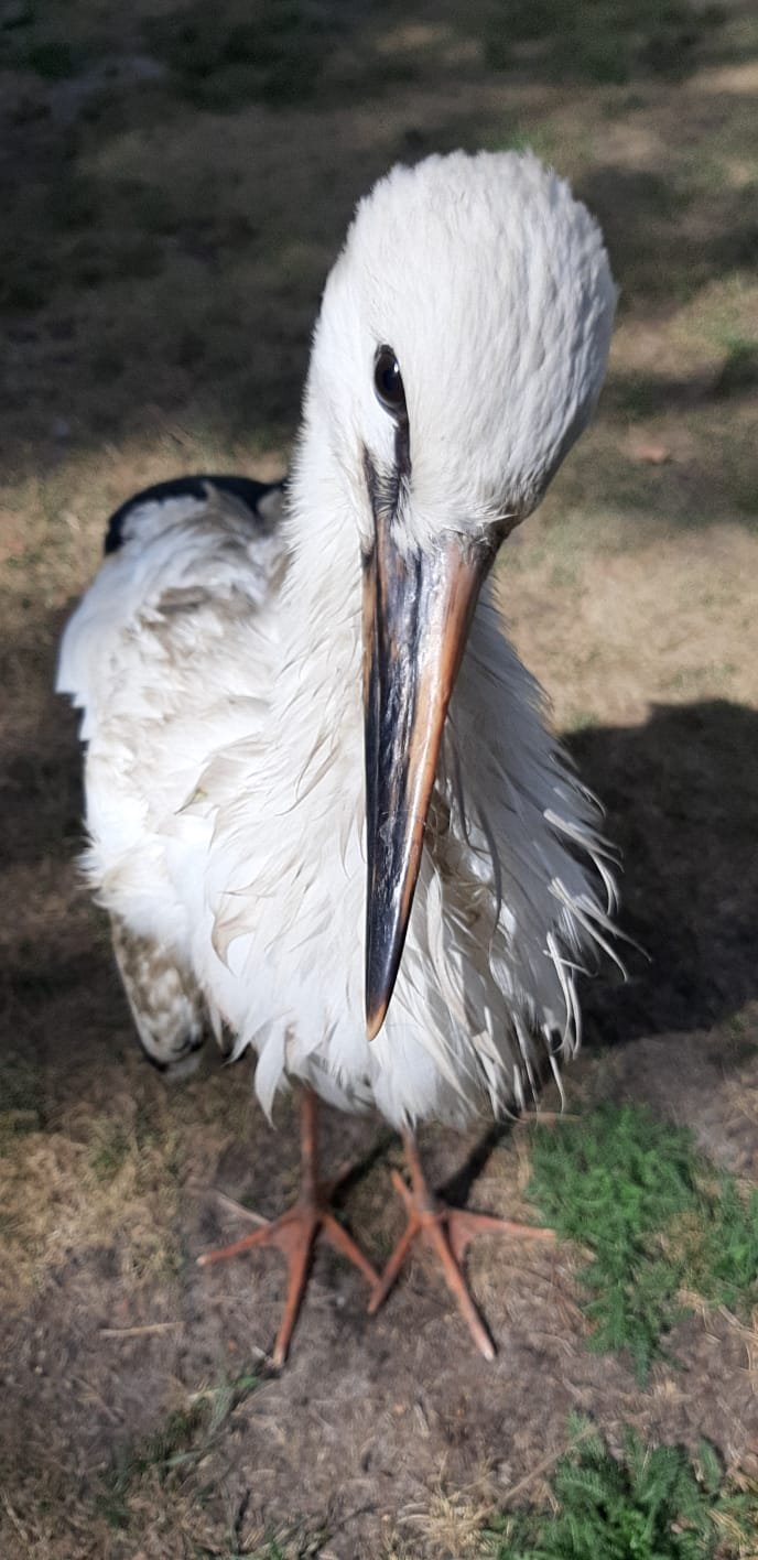 livebirdspoland_6bdac5e5770f7d38d5561a744736947f.png