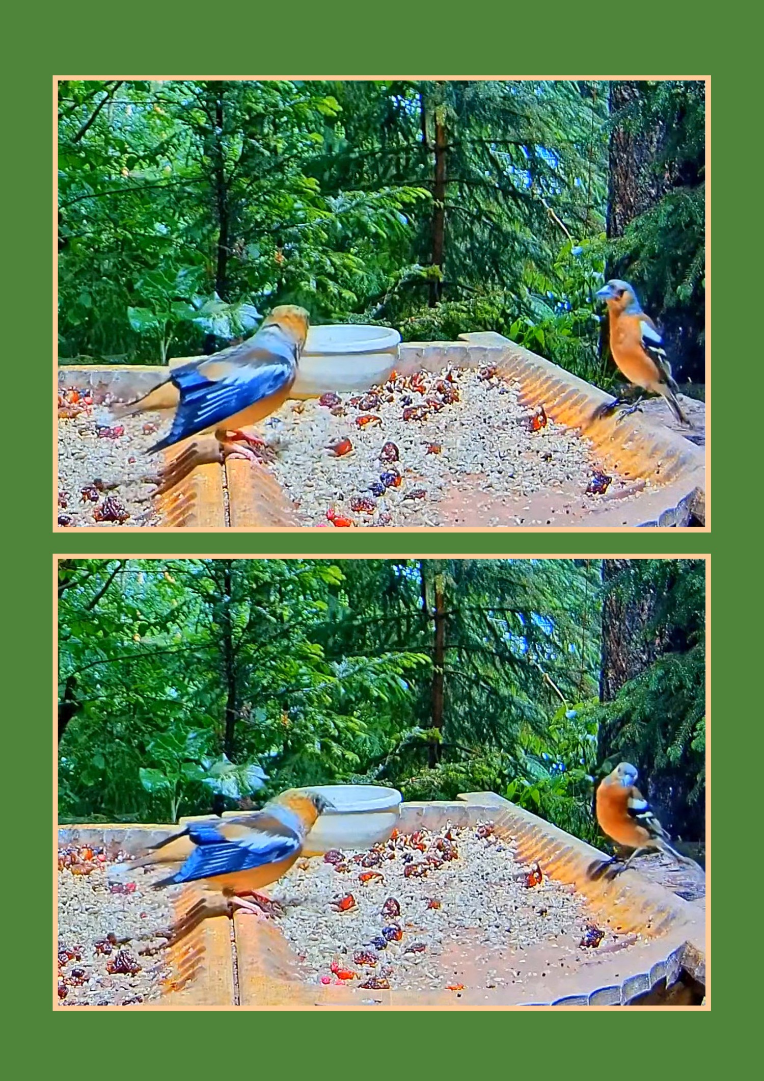 livebirdspoland_2a5468fca0d29eaf6d4513c4599dac30.jpg