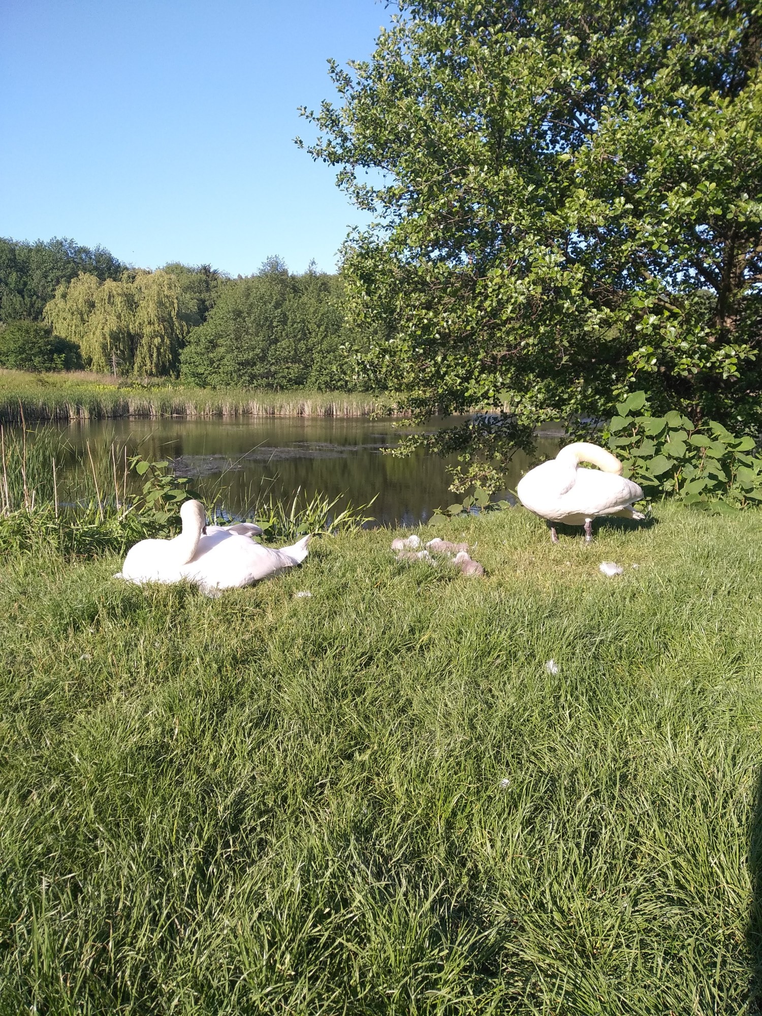 livebirdspoland_9a98969de3bf326e45064a45ae664516.jpg