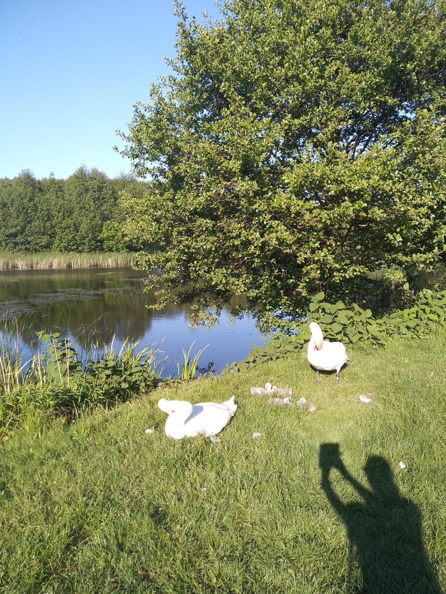 livebirdspoland_6d0e0fe47a946c59e30bbab471aefb1d.jpg