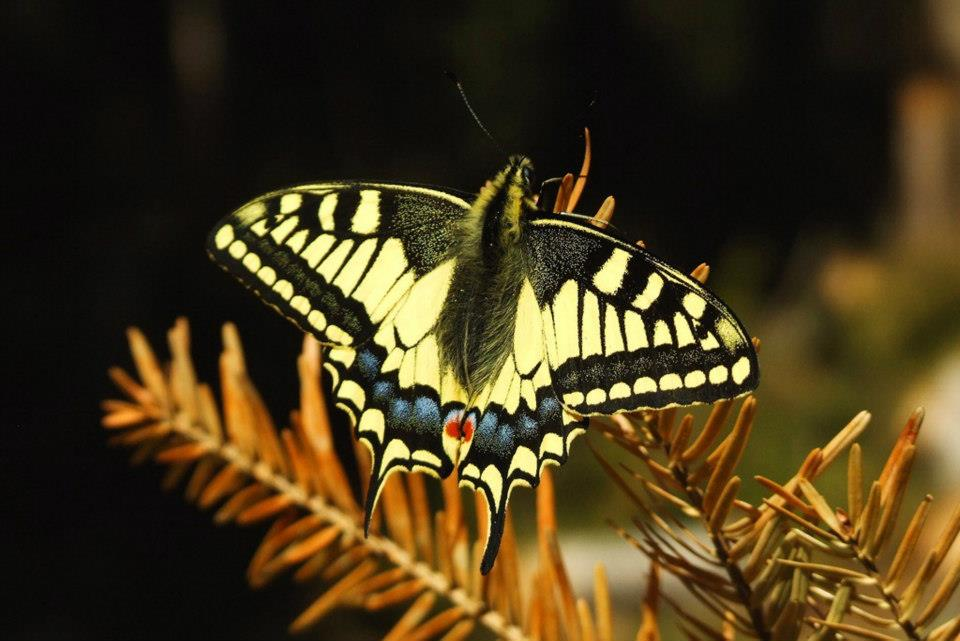 livebirdspoland_a8d39b81fc464baddd1beff1f0b801dd.png