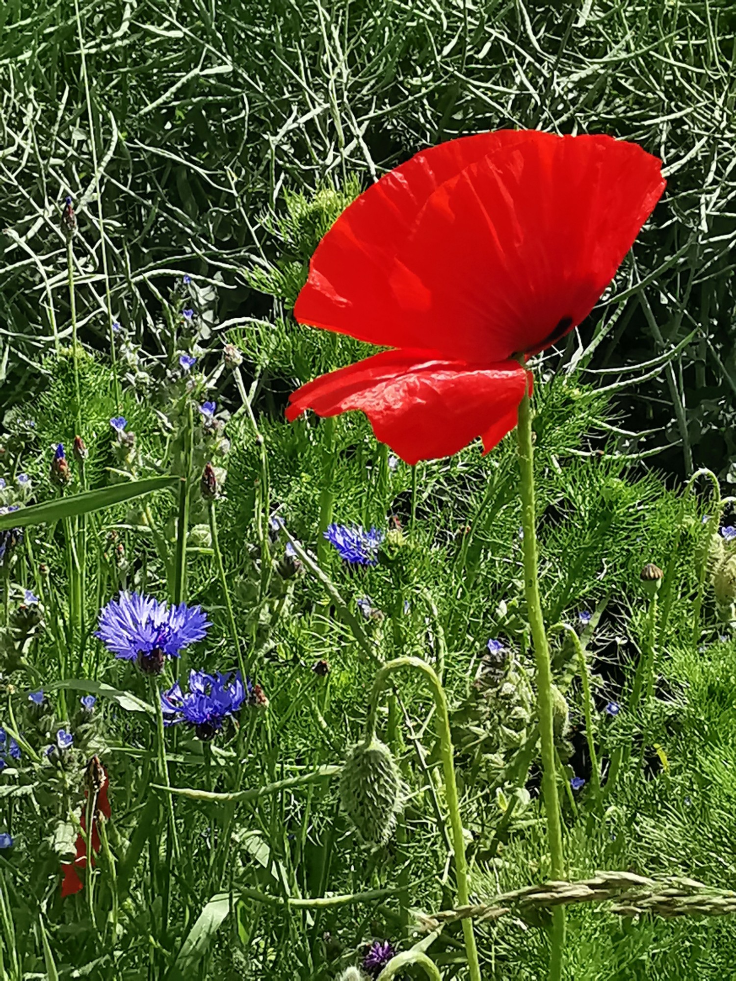 livebirdspoland_70874658b22abed8a15531a1e20a9ebf.jpg