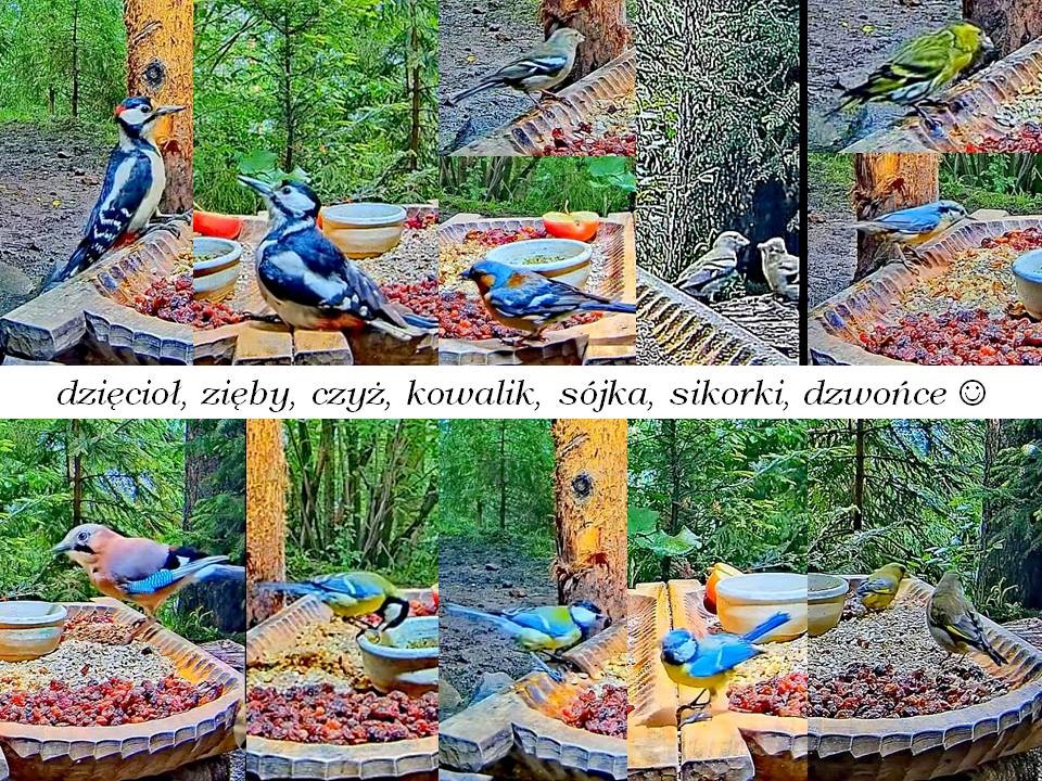 livebirdspoland_e71a2e930b0128daea47b670b210c2f5.jpg
