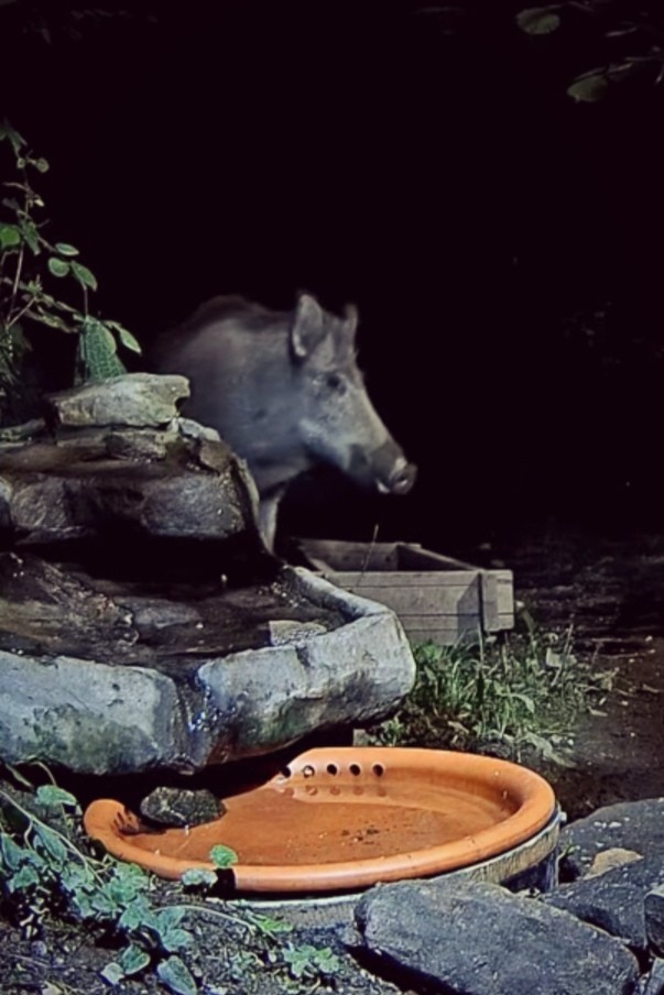 livebirdspoland_b8ad7e7c62c9e755a508197a199cf94a.jpg