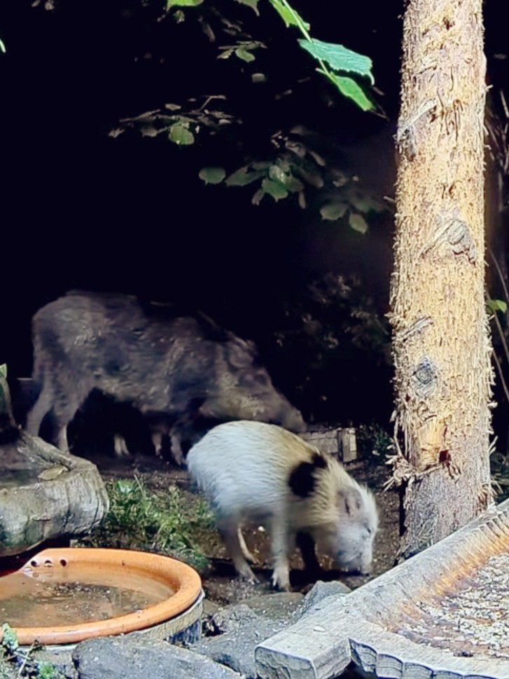 livebirdspoland_fdf16d0ca238bcd2215577b910a4b1f4.jpg