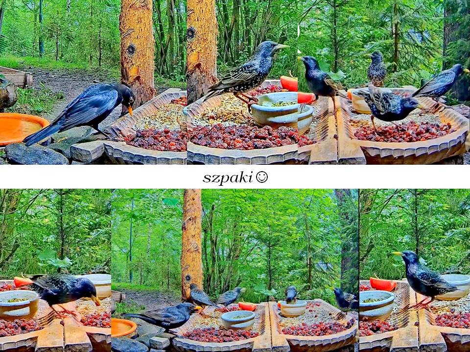 livebirdspoland_32b4338cc2dbdf9debd56166c28b3ca0.jpg