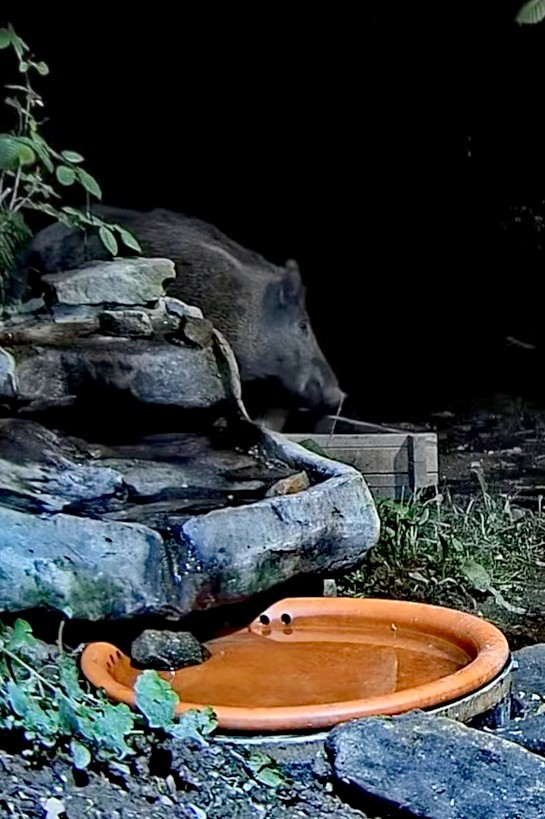 livebirdspoland_df6bb85e6a8026756a84e4b709e1e1b0.jpg