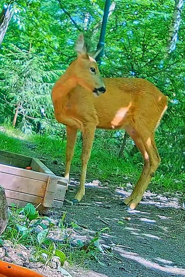 livebirdspoland_f783df4a7d2198c418f1c1c98e1b9c12.jpg