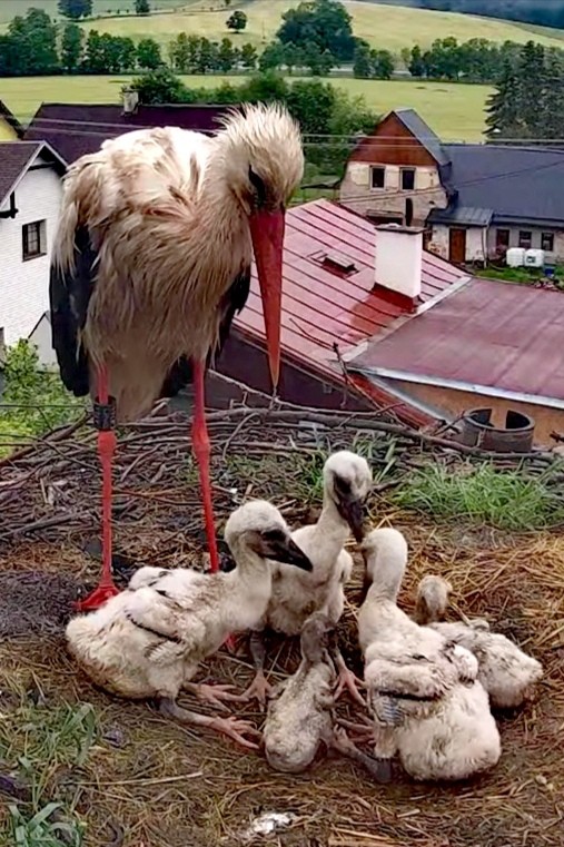 livebirdspoland_70893dab1430eda83a0b95bf5ca33c1a.jpg