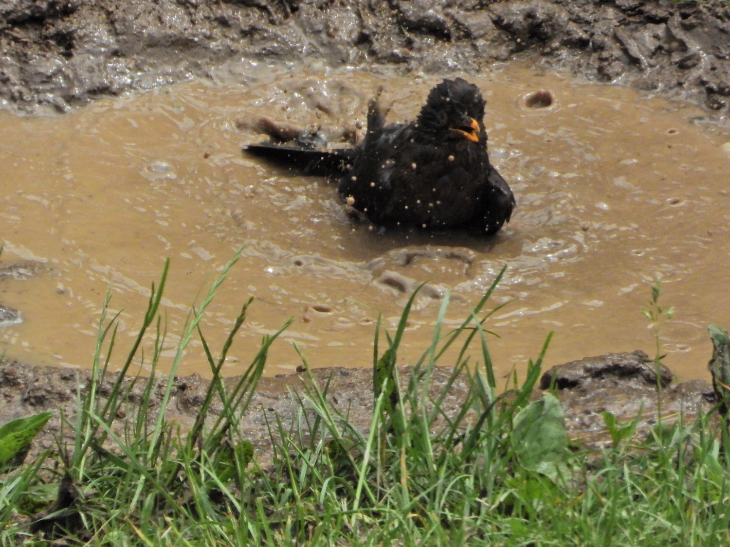 livebirdspoland_bb3b724128b4c70e99e23de68d3cacef.jpg