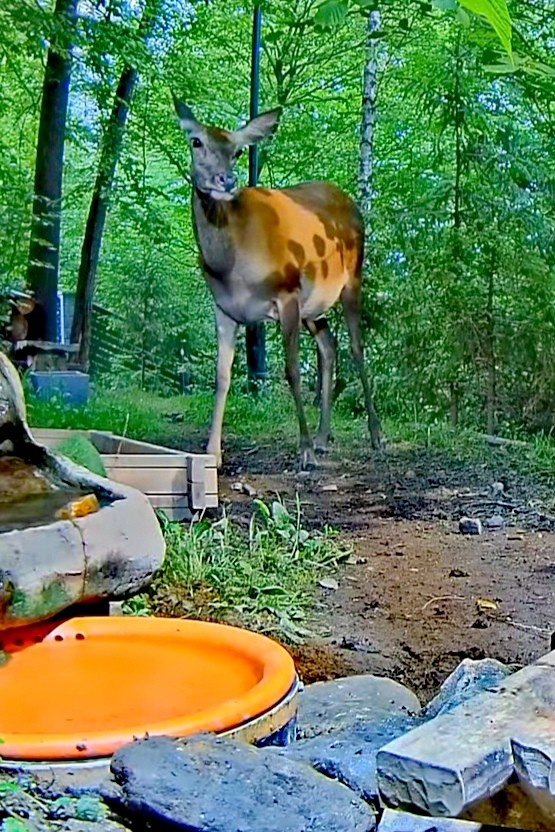 livebirdspoland_ab58df78eb835923eb234af643802d85.jpg